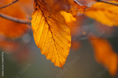 Autumn Leaves Closeup with Blurred Lake Background