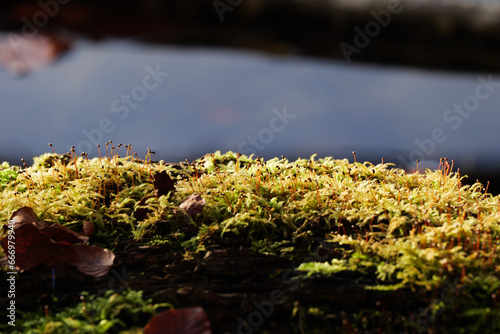 Moss Close-up at a Mountain Lake in Autumn © EvaH