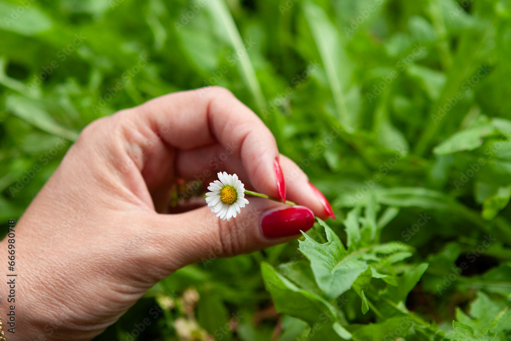 Hand with a flower Hand with a flower