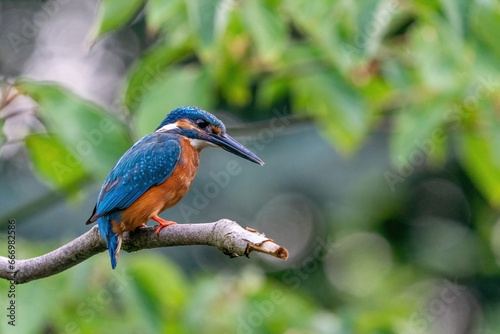 Colorful king fisher bird on a branch of a tree waiting to catch a fish in the Netherlands. Green leaves in the background.