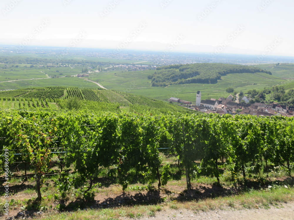 , vignoble de Katzenthal, Haut-Rhin, Alsace, France, Route des vins d'Alsace