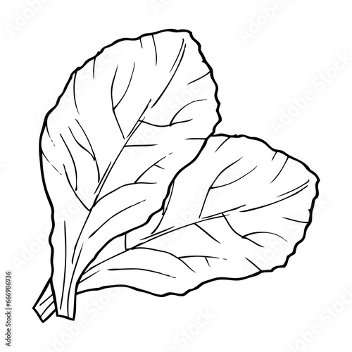 lettuce line vector illustration