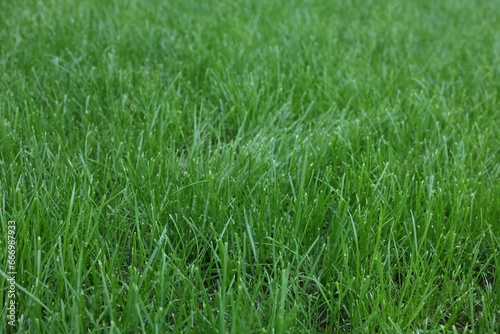 Fresh green grass growing outdoors on summer day