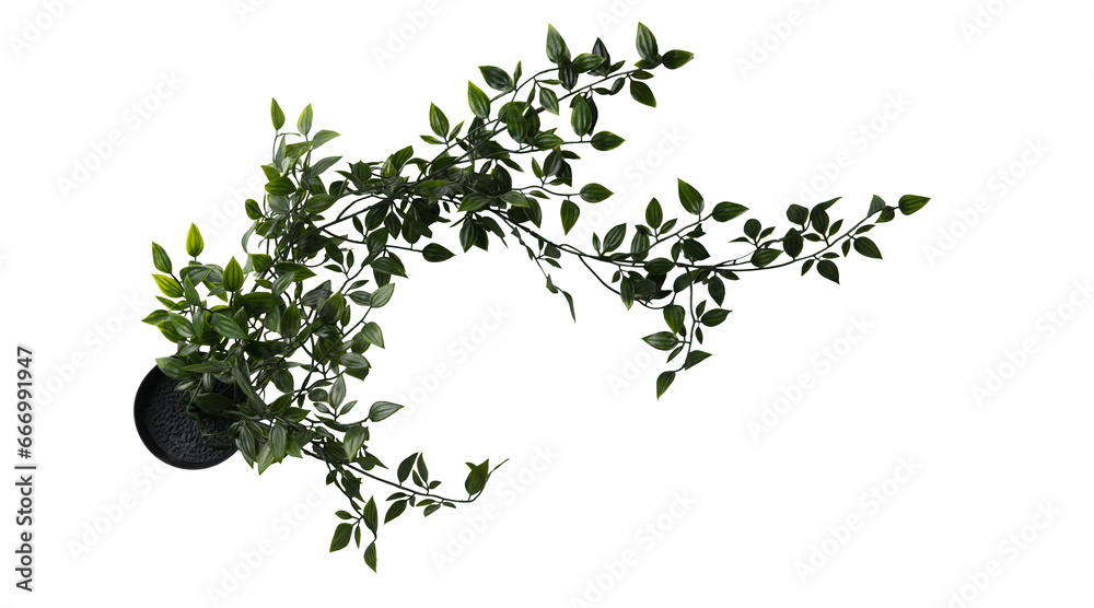 Close up of trailing, vining plant isolated on white background. Real photography on the white colour background. Ivy plant in pot. - obrazy, fototapety, plakaty 