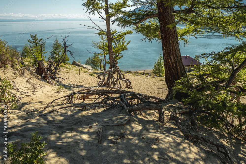 Sandy shore of summer Lake Baikal. Coniferous trees with large roots cover the shore. Tourism and the unique nature of Lake Baikal Sandy shore of summer Lake Baikal. Coniferous trees with large roots cover the shore. Tourism and the unique nature of Lake Baikal