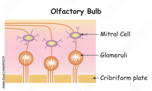 Olfactory Bulb Science Design Vector Illustration Diagram