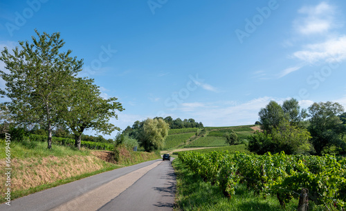 vines and car on country road in french jura countryside