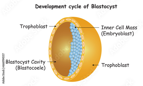 Development Cycle of Blastocyst Science Design Vector Diagram