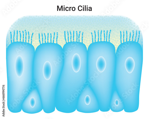 Micro Cilia Science Design Vector Illustration Diagram