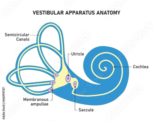 Vestibular Apparatus Anatomy Science Design Vector Illustration photo