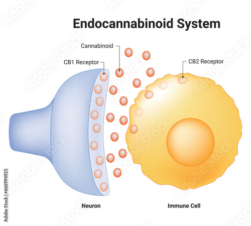 Endocannabinoid System Science Design Vector Illustration