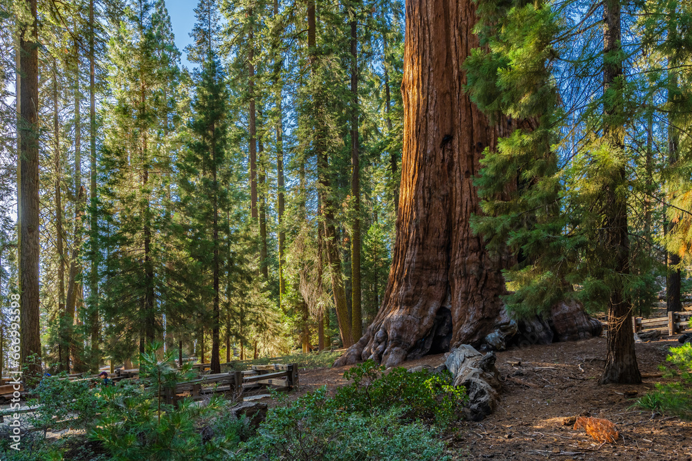 The giant sequoia called General Sherman tree, the biggest tree by volume in the world in Sequioia national park. The giant sequoia called General Sherman tree, the biggest tree by volume in the world in Sequioia national park.