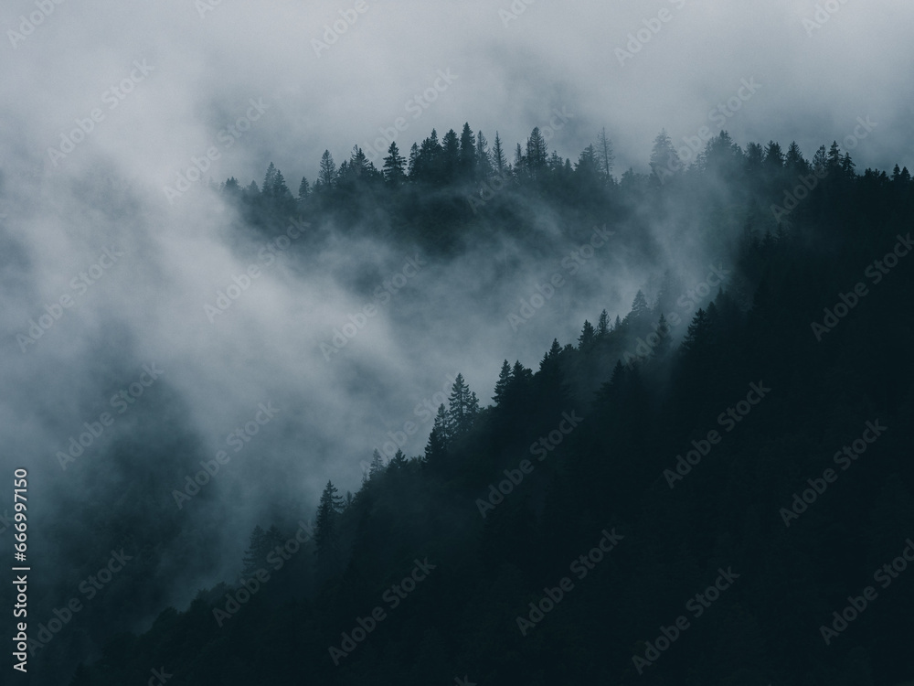Nebel im Hochschwarzwald