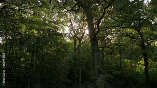 Aerial view with movement inside autumn forest