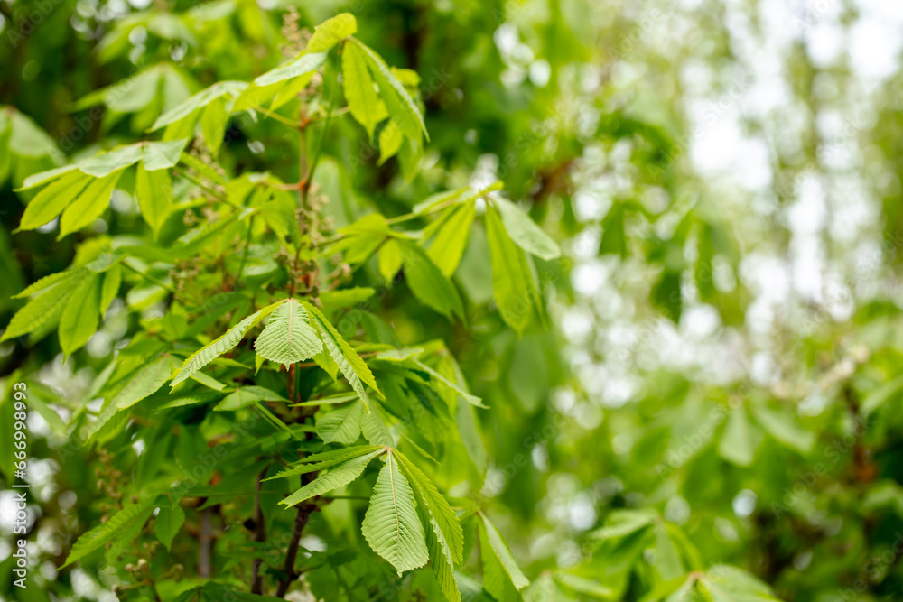 Chestnut with spring green leaves. Chestnut tree close up. Seasonal natural foliage background. Chestnut with spring green leaves. Chestnut tree close up. Seasonal natural foliage background.