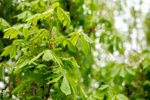 Chestnut with spring green leaves. Chestnut tree close up. Seasonal natural foliage background.