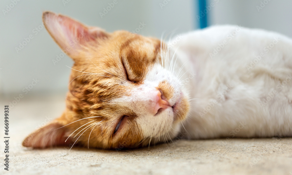 Close-up headshot of cute chubby white striped orange cat  sleeps on white concrete floor