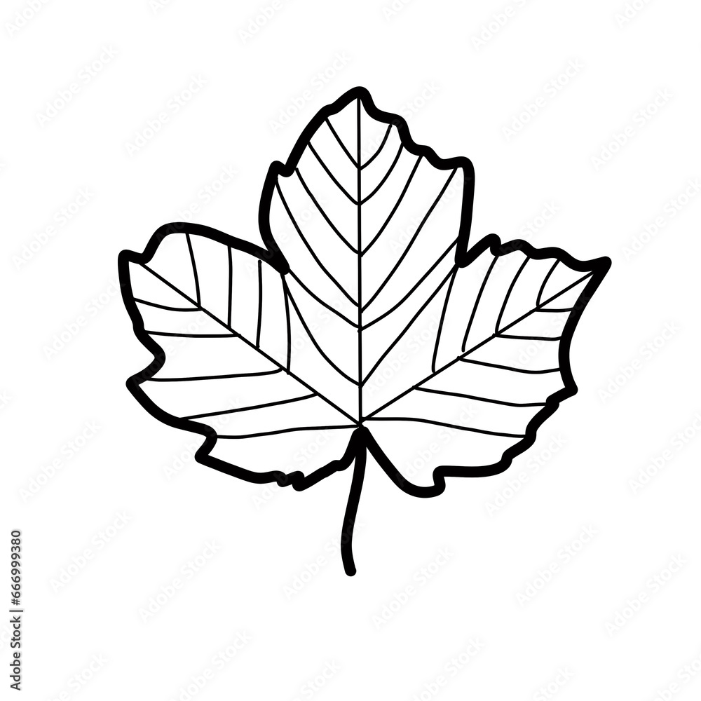 grape leaf Hand drawn organic line doodle