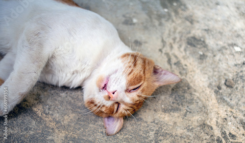 Close-up headshot of cute chubby white striped orange cat sleeps on white concrete floor