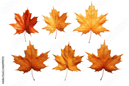 Set of Dry maple leaves illustration isolated on a white or transparent background  PNG.