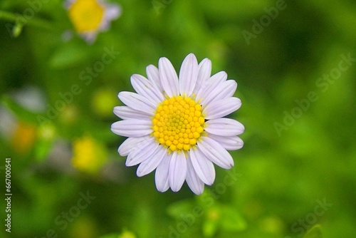 Close up of top view daisy flower. chamomile in the meadow. Dox-eye  Common daisies  Dog daisy  Moon daisy. Oxeye daisy  Leucanthemum vulgare  Spring or summer nature scene. Gardening concept