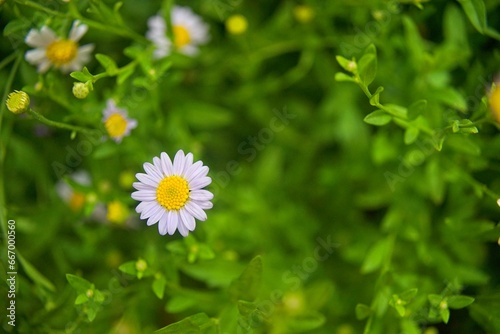 Selective focus flowering of daisies. chamomile in the meadow. Dox-eye, Common daisy, Dog daisy, Moon daisy. Oxeye daisy, Leucanthemum vulgare, Spring or summer nature scene. Gardening concept