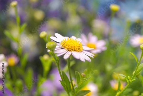 Close up of daisy flower. chamomile in the meadow. Dox-eye, Common daisies, Dog daisy, Moon daisy. Oxeye daisy, Leucanthemum vulgare, Spring or summer nature scene. Gardening concept