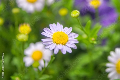 Close up of daisy flower. chamomile in the meadow. Dox-eye, Common daisies, Dog daisy, Moon daisy. Oxeye daisy, Leucanthemum vulgare, Spring or summer nature scene. Gardening concept