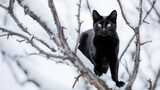 A sleek black cat tiptoeing on a snowy tree branch