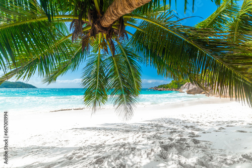 Fototapeta Naklejka Na Ścianę i Meble -  Palm tree by the sea in Anse Lazio beach