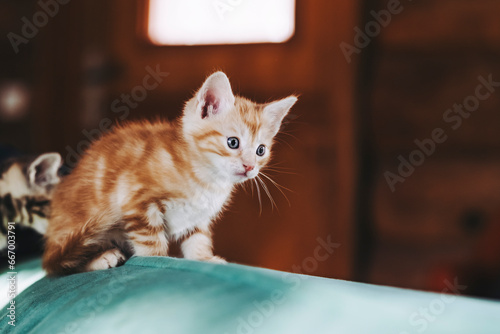 Portrait d'un mignon petit bébé chaton tigré roux à la maison © PicsArt