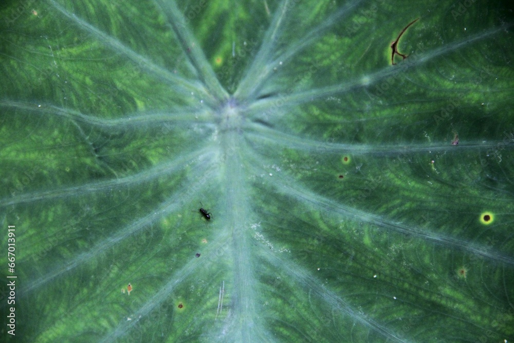 Taro Leaf Artistry: A Kaleidoscope of Beauty Taro Leaf Artistry: A Kaleidoscope of Beauty