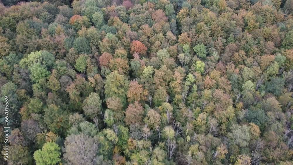 autumn in the forest -top view autumn in the forest -top view