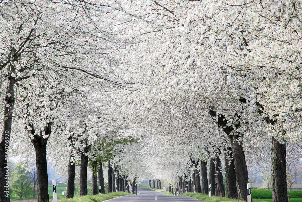 Flowering avenue colored white, cherry trees