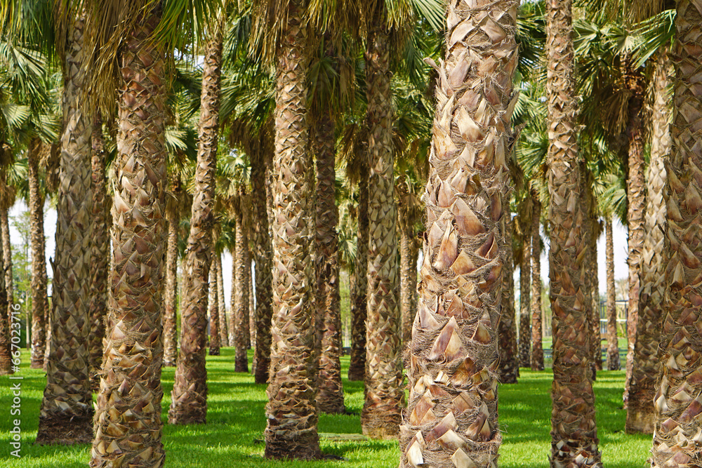 Fototapeta premium Palm trees Kuwait