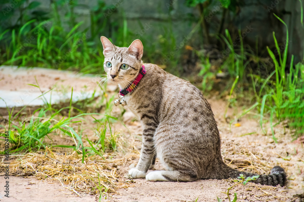 gray striped thai cat.cat sitting in grass