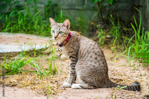 gray striped thai cat.cat sitting in grass © paiteen099