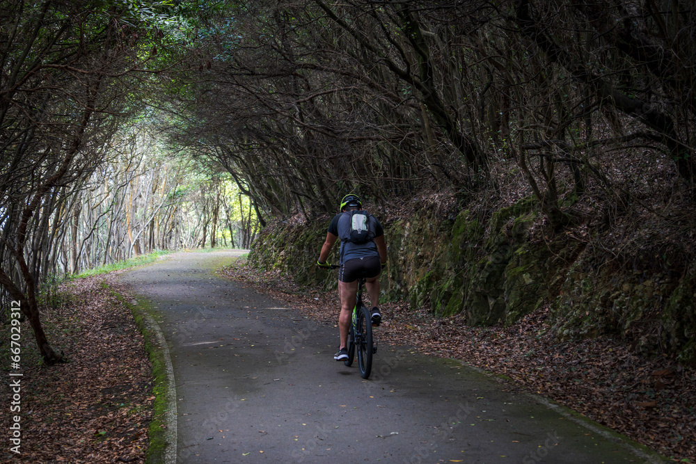 Fototapeta premium cyclist rolling down a road under the forest, Buciero mountain, Santoña, Cantabria, Spain