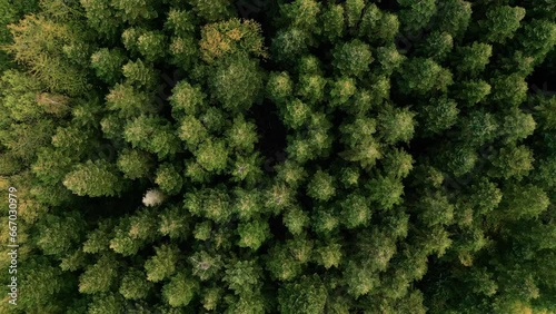Aerial view of forest with pinetrees seen top down photo