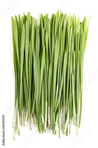 Fresh wheatgrass. Bunch of sprouted first leaves of common wheat, Triticum aestivum, used for food, drink, or dietary supplement. Contains chlorophyll, amino acids, minerals, vitamins and enzymes.