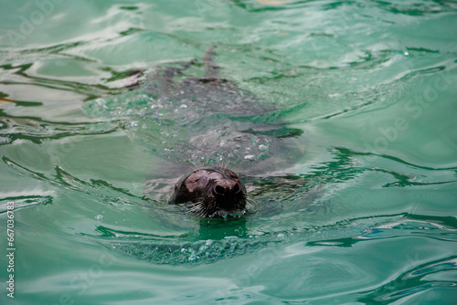 l seal sea animal in the zoo