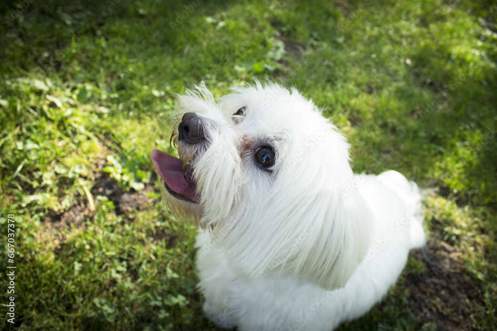 White maltese bichon on the grass outdoors White maltese bichon on the grass outdoors