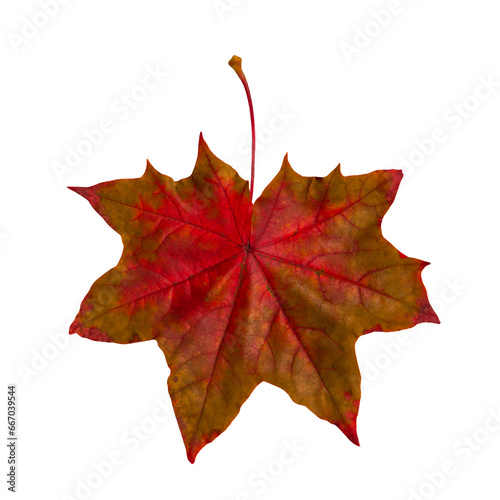 Autumn leaf. Red maple leaf isolated on transparent background.