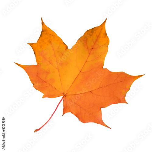 Yellow maple leaf isolated on transparent background.