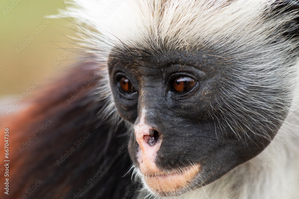 Naklejka premium Red Colobus