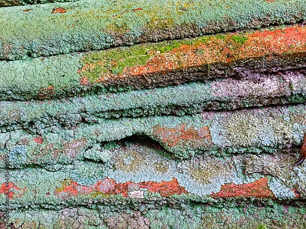 The Texture Of The Roof Tiles That Have Been Covered With Moss The Texture Of The Roof Tiles That Have Been Covered With Moss