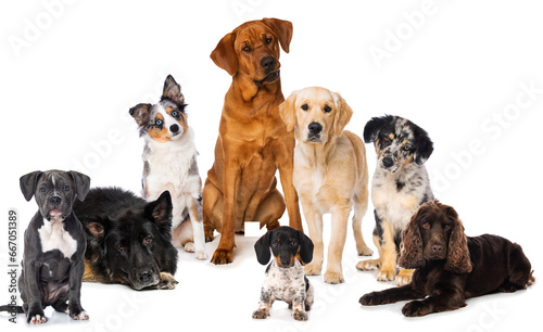Different dogs isolated on white background