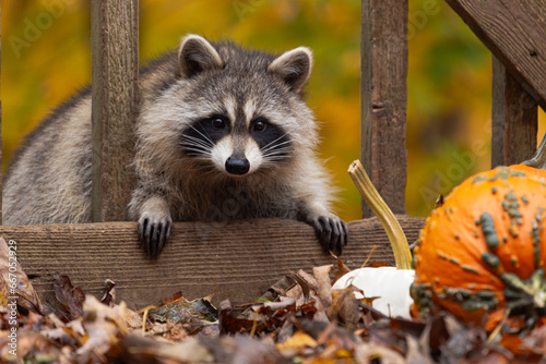 One raccoon peering through wooden deck rails, looking at camera, with pumpkins and fall foliage in the frame.