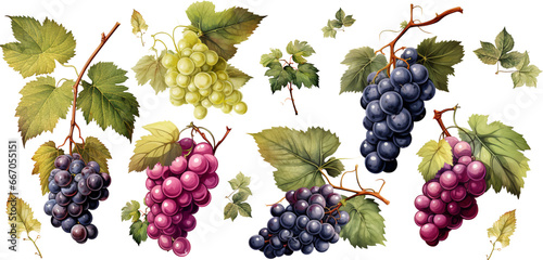 Watercolor drawings , Set of grapes with leaves isolated on transparent background