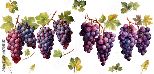 Watercolor drawings , Set of grapes with leaves isolated on transparent background